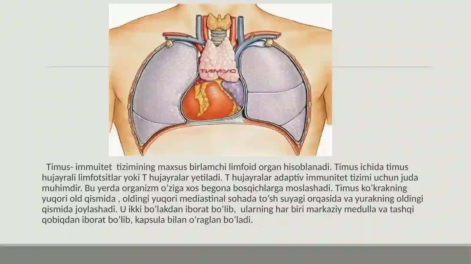 Ayrisimonbez 4