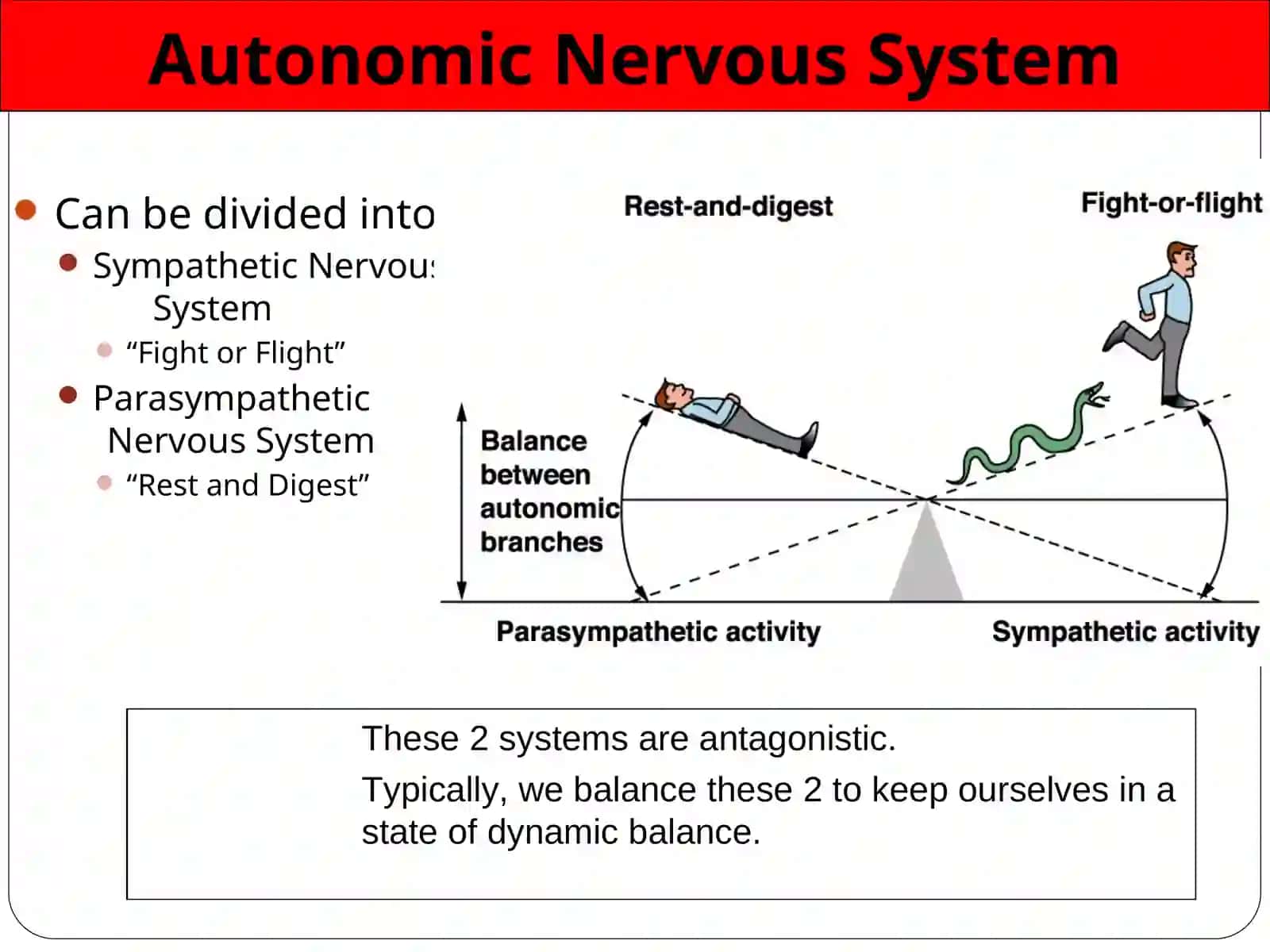 Autonomic Nervous System 4