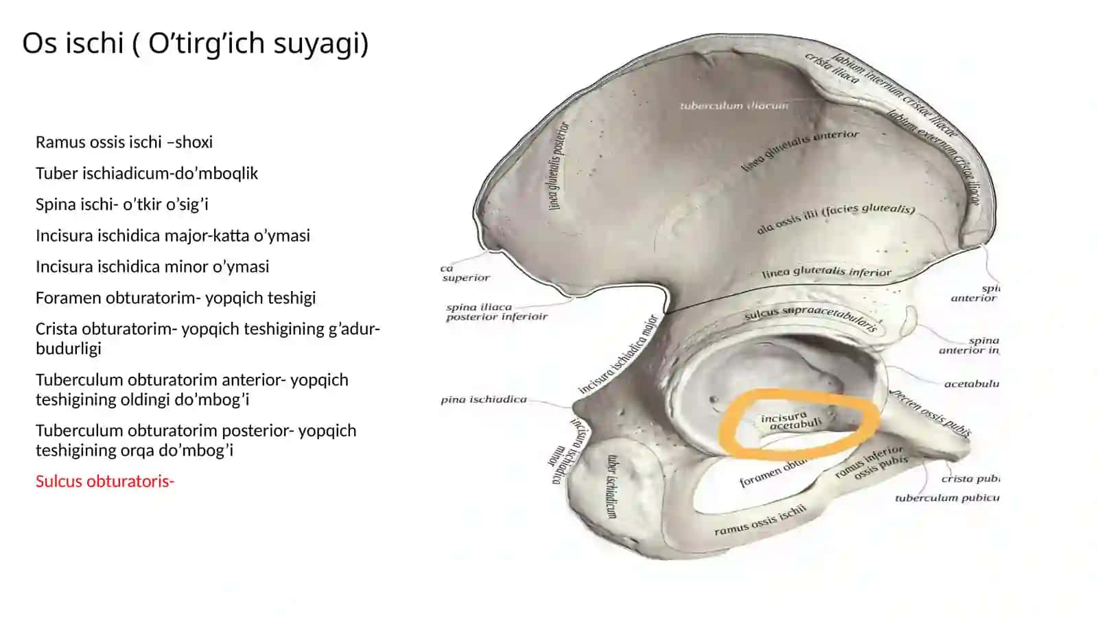 Oscoxa 4