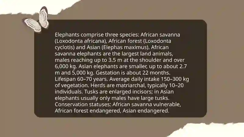 Big Cats 4