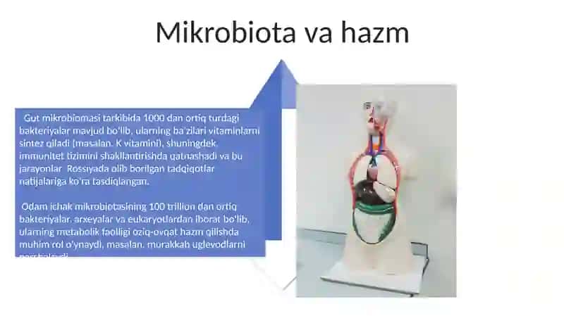 Ovqat hazm qilish fizologiyasi 4