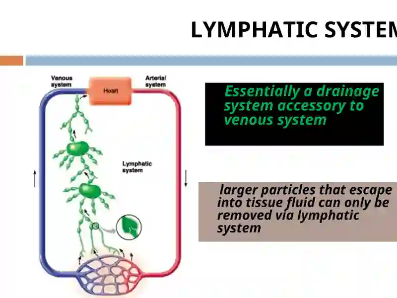 lymphatic system 4
