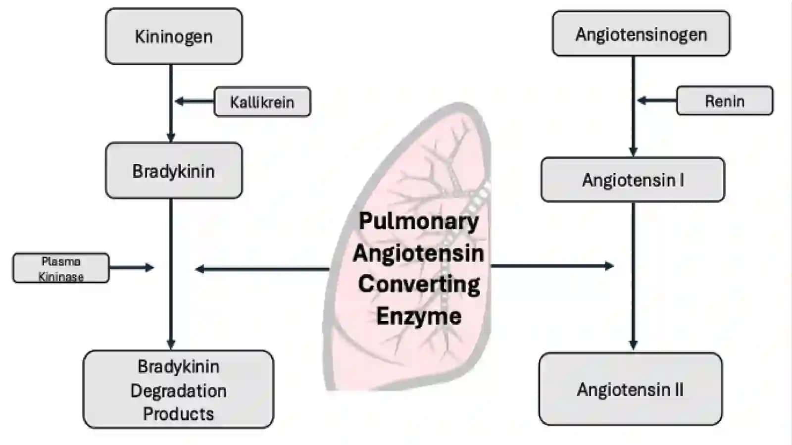 Oʻpkaning metabolik funksiyalari va ularning buzilishlari 4