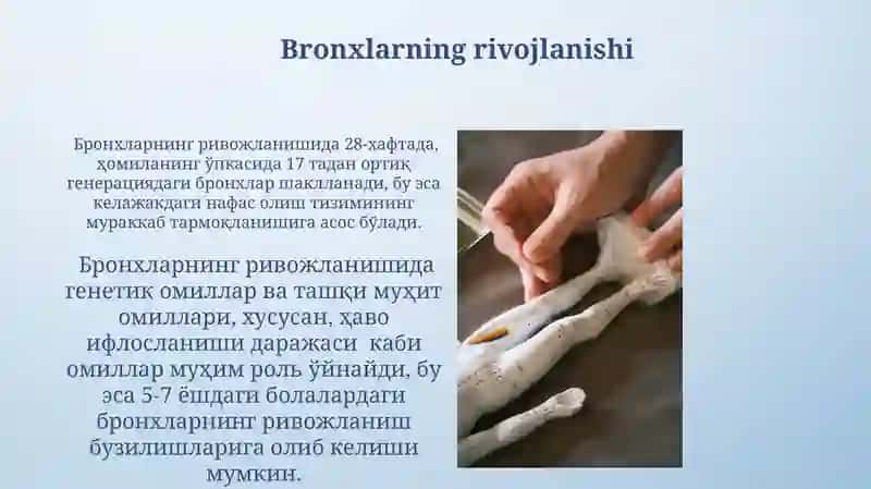 Hiqildoq Kekirdak bronxlar amatomiyasi patalogiyasi 4