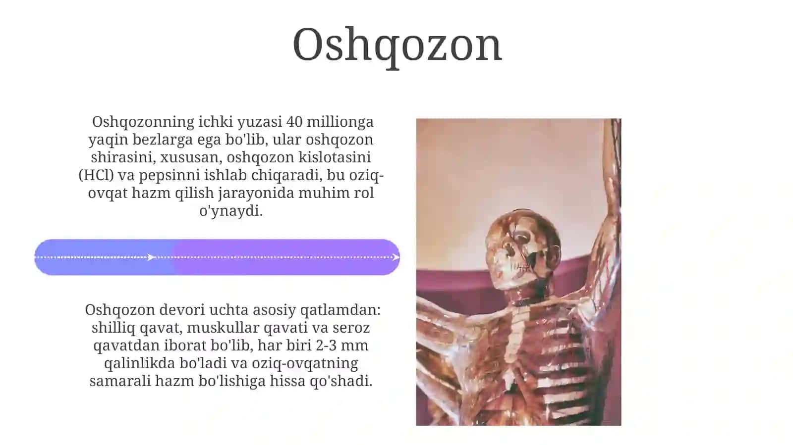 Anatomiya Hazima'olari 4