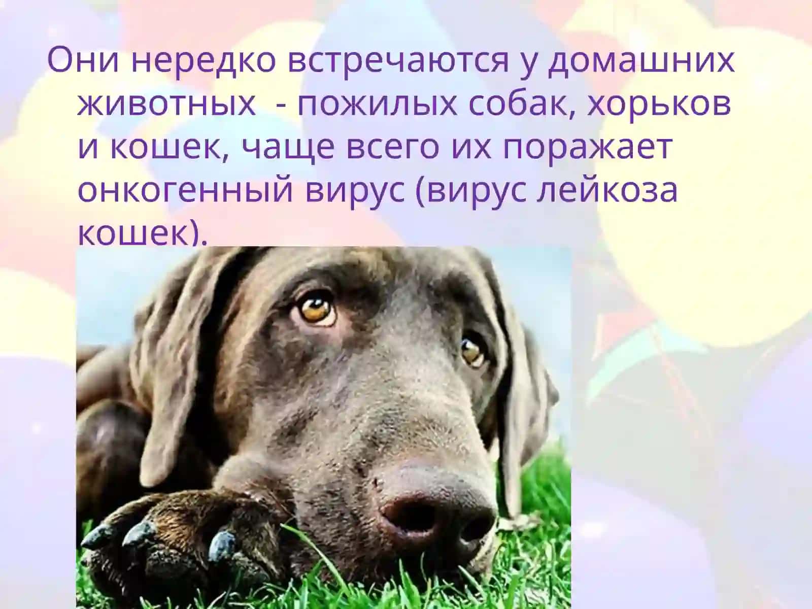 НеХОДЖКИНСКАЯЛИМФОМА 4