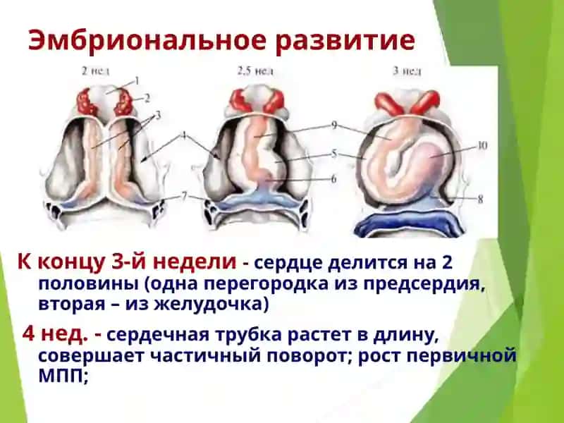 АНАТОМО-ФИЗИОЛОГИЧЕСКИЕ ОСОБЕННОСТИ СЕРДЕЧНО-СОСУДИСТОЙ СИСТЕМЫ У ДЕТЕЙ 4