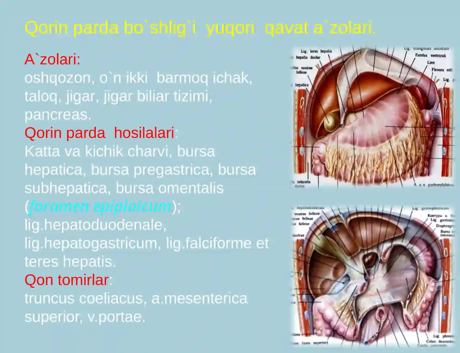 Qorin bo`shlig`ining klinik anatomiyasi 4