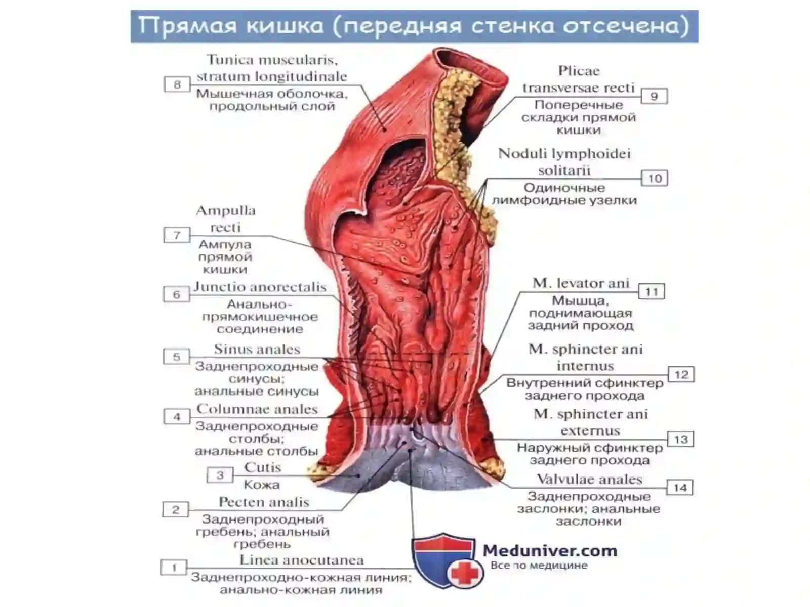 ТЎҒРИ ИЧАК РАКИ 4