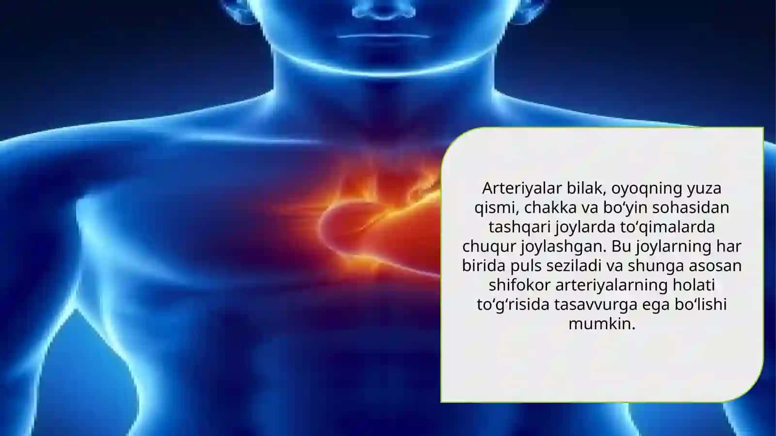 Arteriyalarining tarqalish qonuniyatlari 4