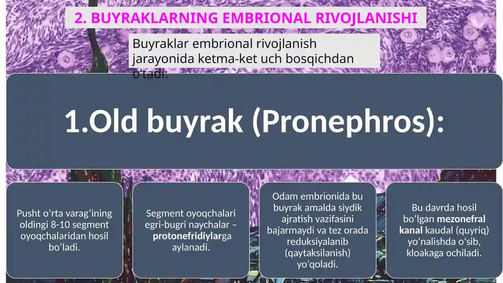 AYIRISH SISTEMASI: Tuzilishi, Funksiyasi va Rivojlanishi 4