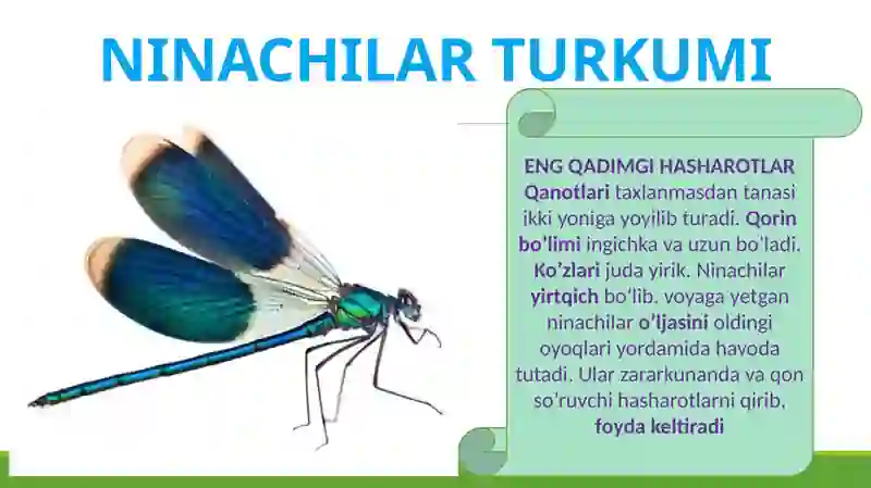 NINACHILAR TURKUMI 4