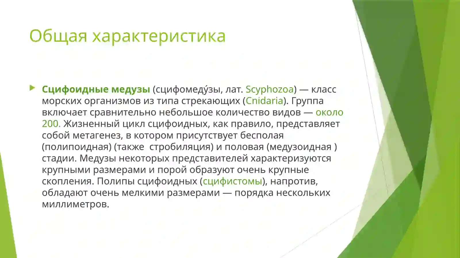 Сцифоидные медузы 4