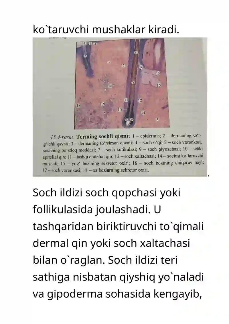 Soch follikulasining sikli(va uning klinik ahamiyati) 4