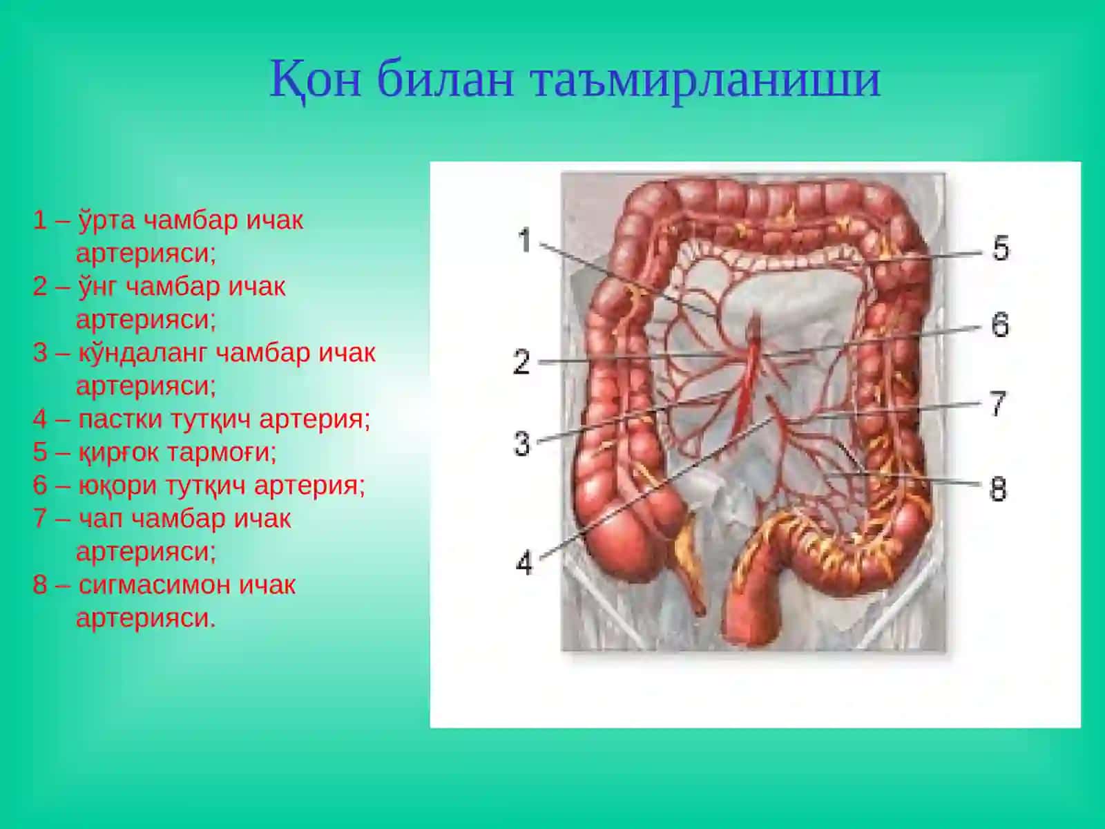 Йўғоничак касалликлари 4