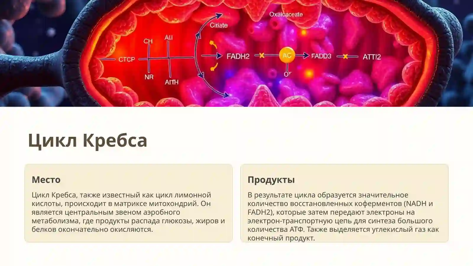 Обмен углеводов: Введение 4