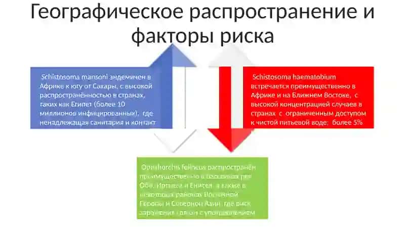 Профилактика и лечение описторхоза и шистосомоза 4