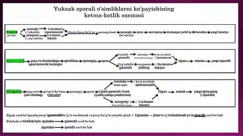 O`simliklarning generativ organlari filogenezi 4