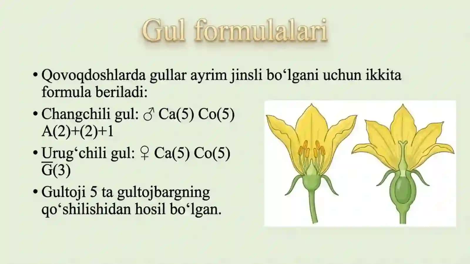 Qovoqdoshlar oilasi 4