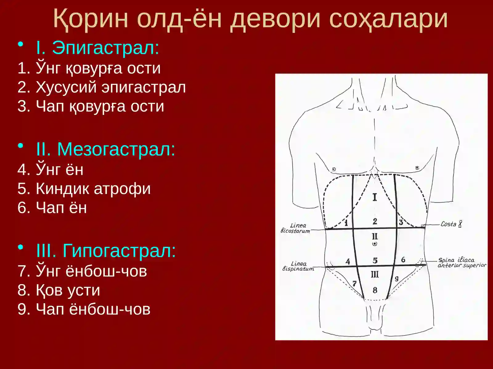 Қориндеворлари клиник анатомияси 4