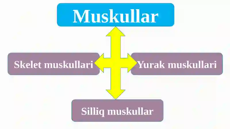 Muskullar 4