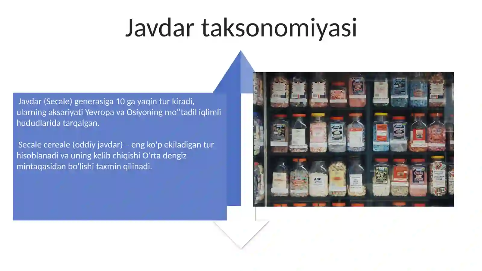 Bug‘doy turlari. Arpa sistematikasi, morfologiyasi. Suli va javdar sistematikasi, morfologiyasi 4