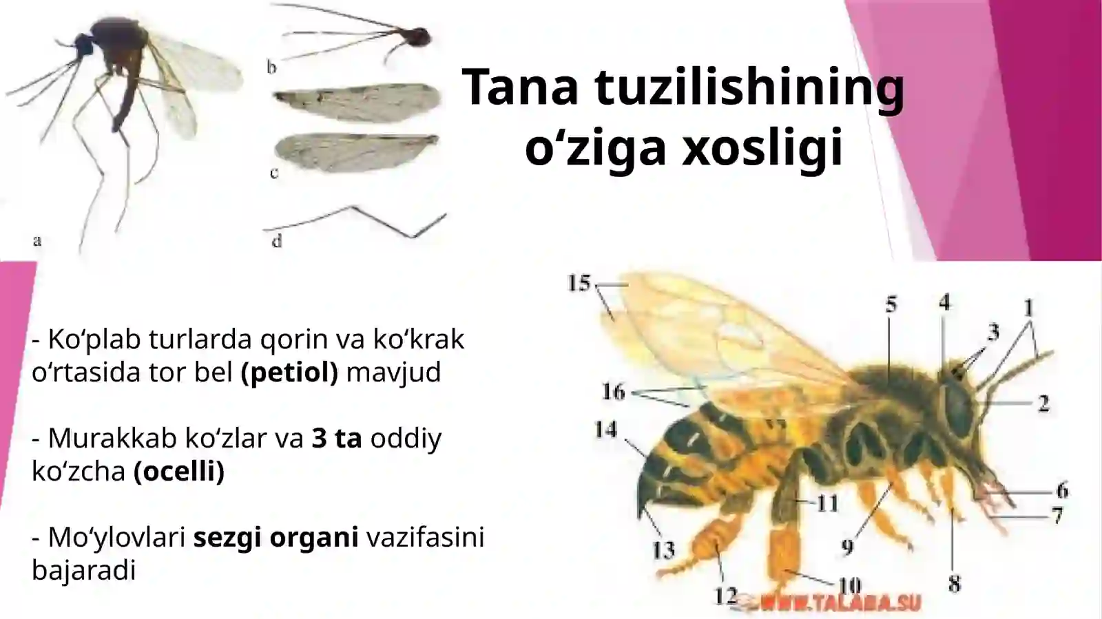 Pardaqanotlilarumumiytavsifi 4