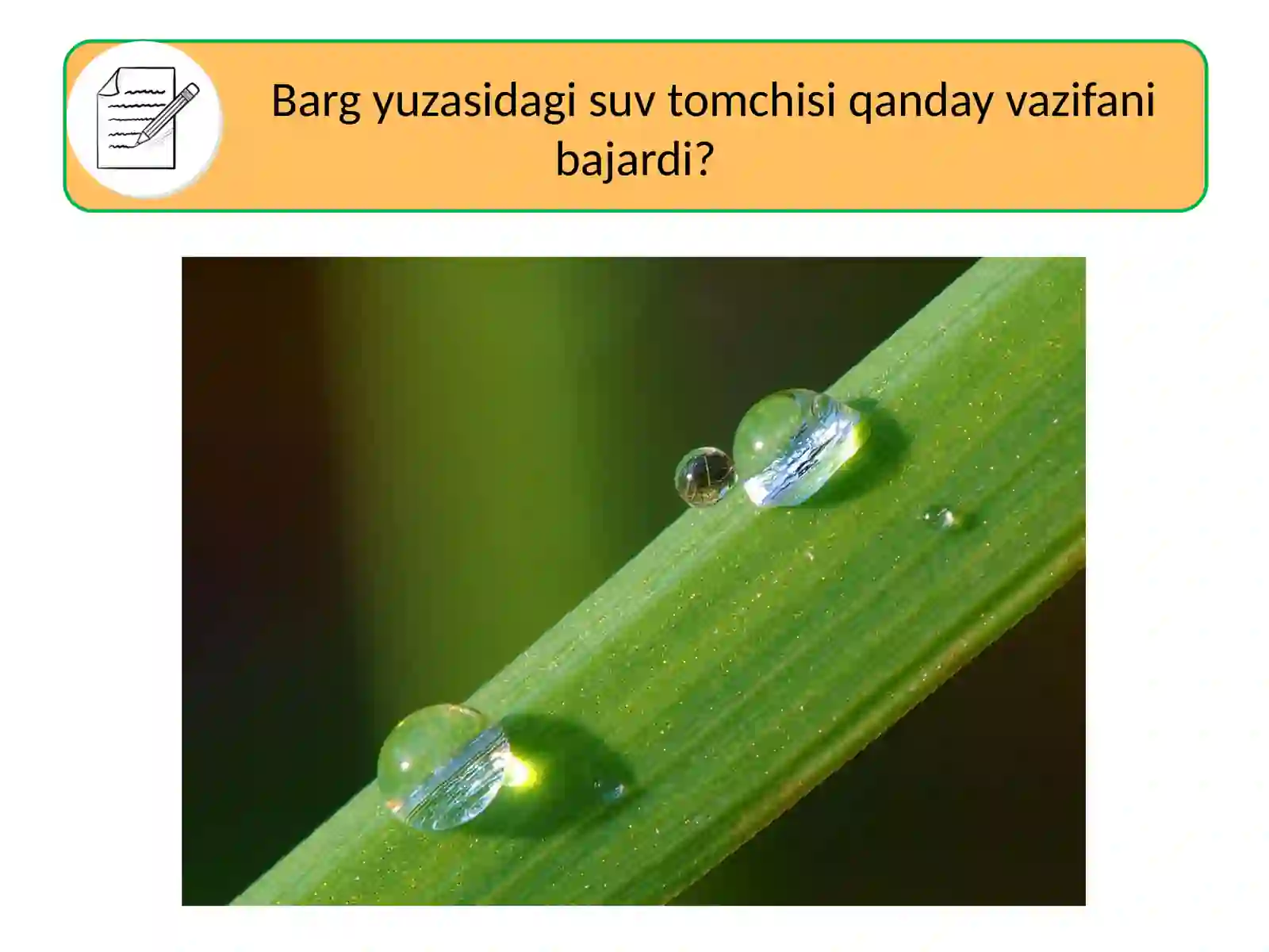 LINZALAR 4