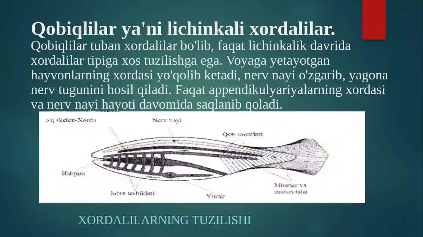 Xordalilar tipi baliqlar amfibiyalarning tuzilishi va o’xshash belgilari 4
