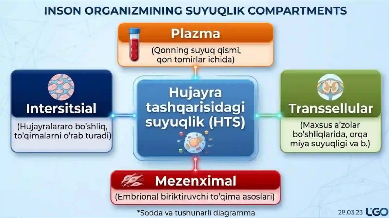 Organizmning biologik suyuqliklar 4