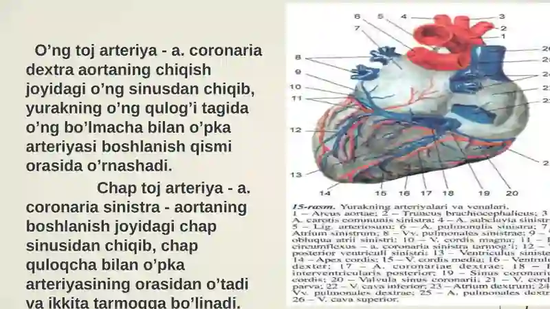 Qon tomirlar sistemasi 4