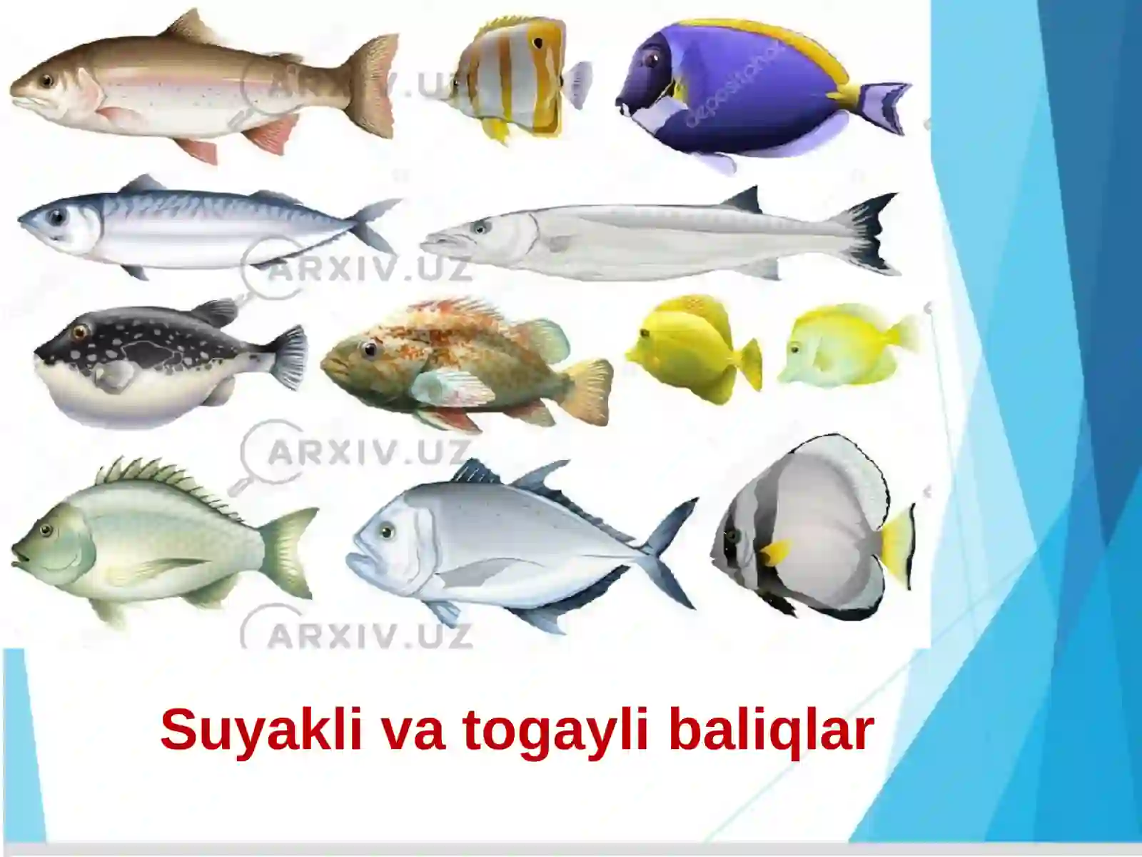 Akulalarningtashqituzilishi 4