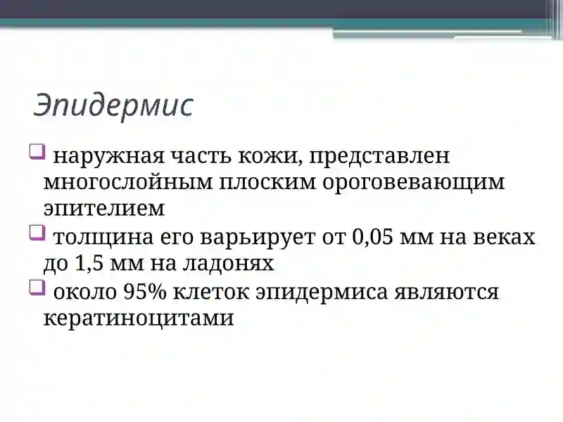Строение кожи 4