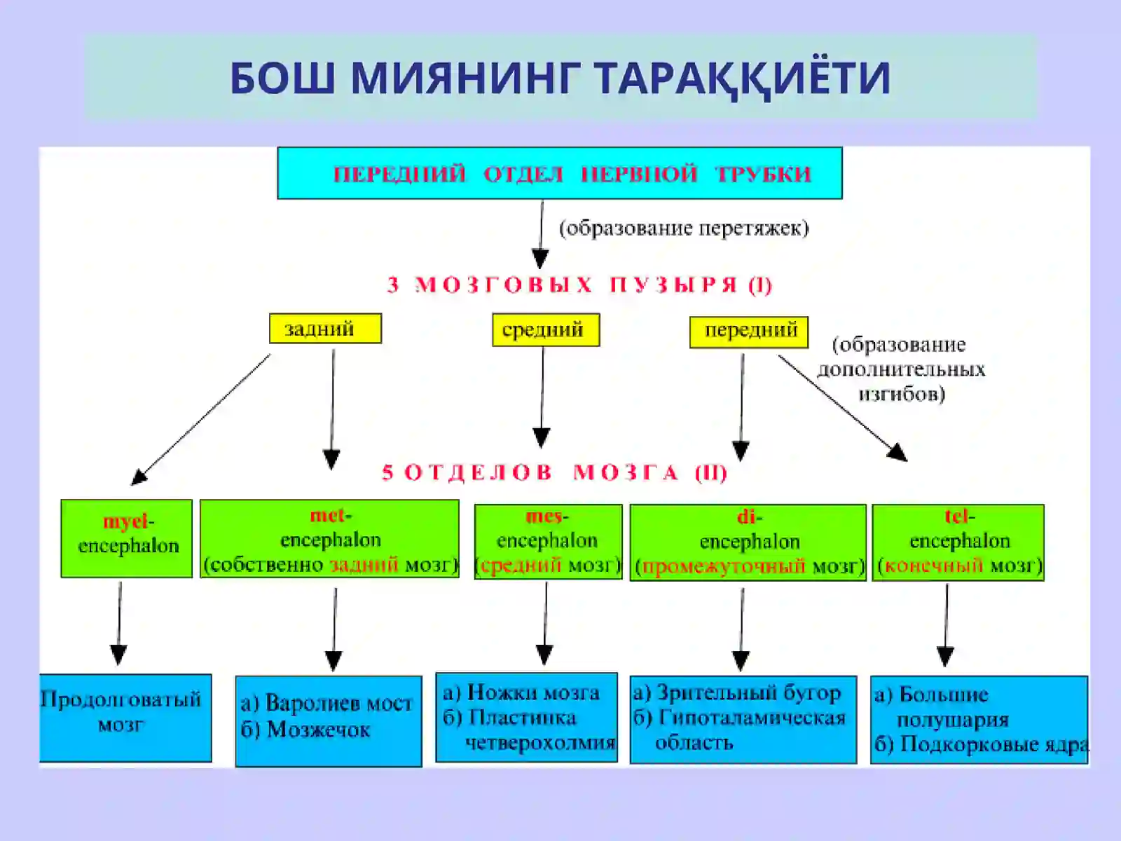 НЕРВ СИСТЕМАСИНИНГ КЛАССИФИКАЦИЯСИ 4