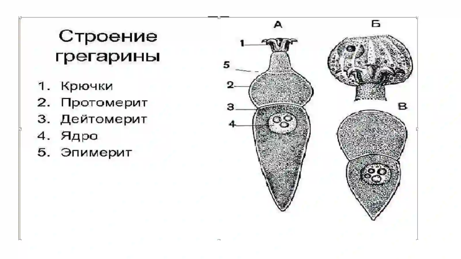 Apikompleksa (Apicomplexa) yoki Spora hosil qiluvchilar (Sporozoa)tipi 4