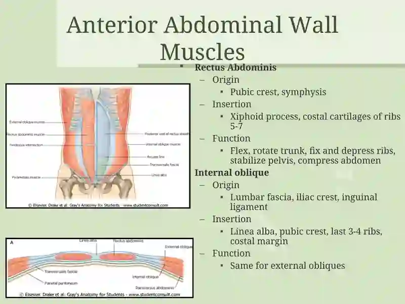 Surface Anatomy 4