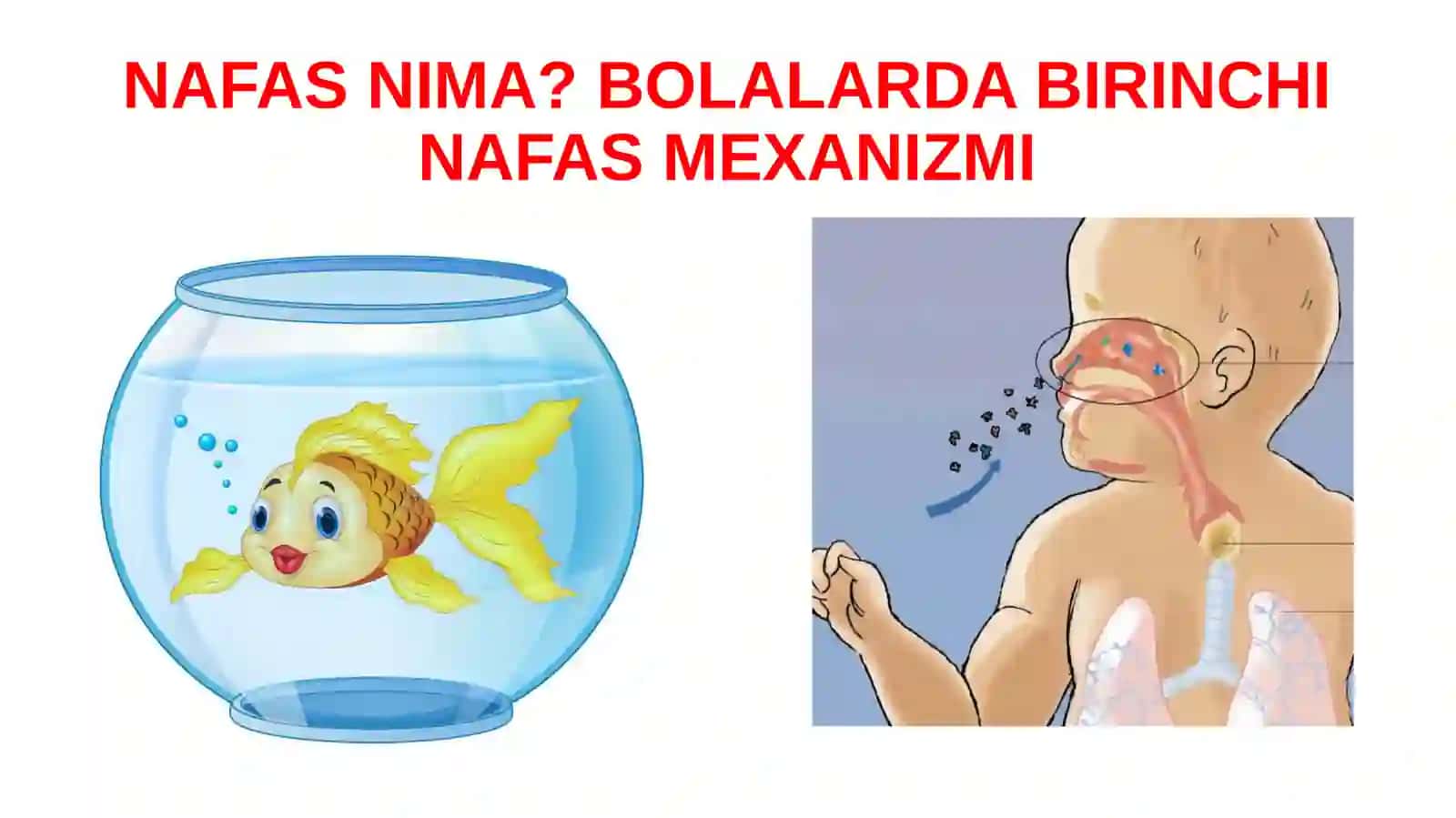 Bolalarda nafas a’zolari kasalliklaridagi funksional – instrumental tekshiruvlar 4