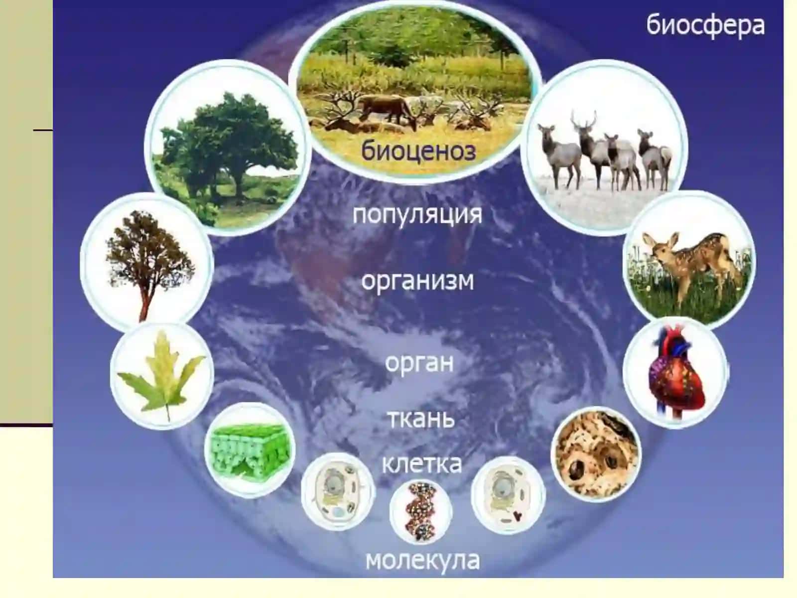 Inson va biosfera 4