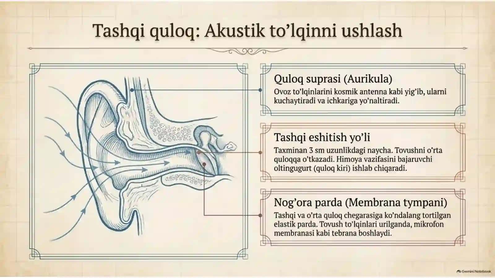 Eshitish analizatorlar Akustika 4