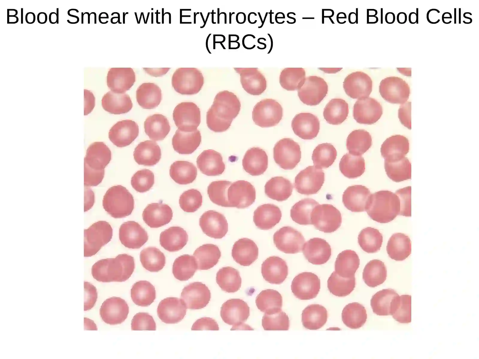 hemocitopoesis 4
