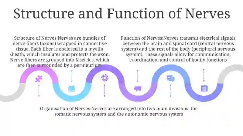Nerv Structure and Function 4