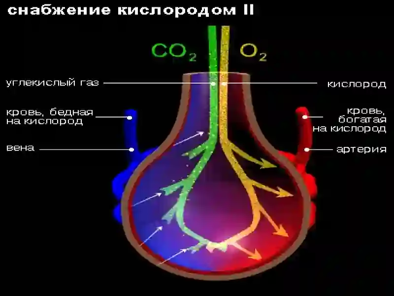 Астма 4