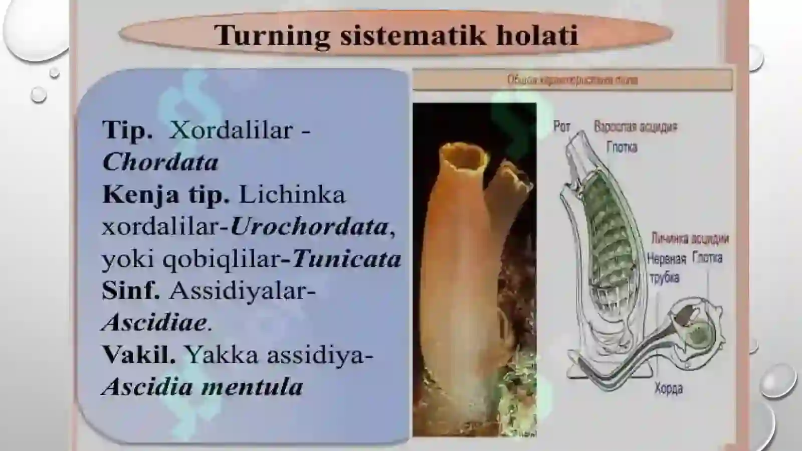 Lichinkaxordalilar (Urochordata) 4