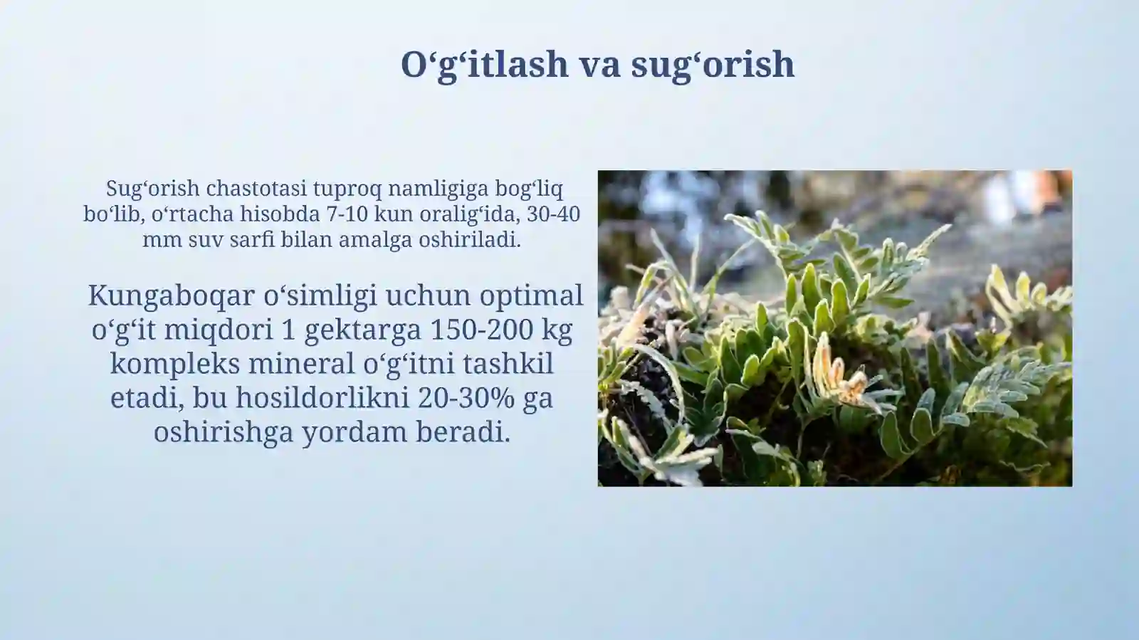 Kungaboqar oʻsimligi 4