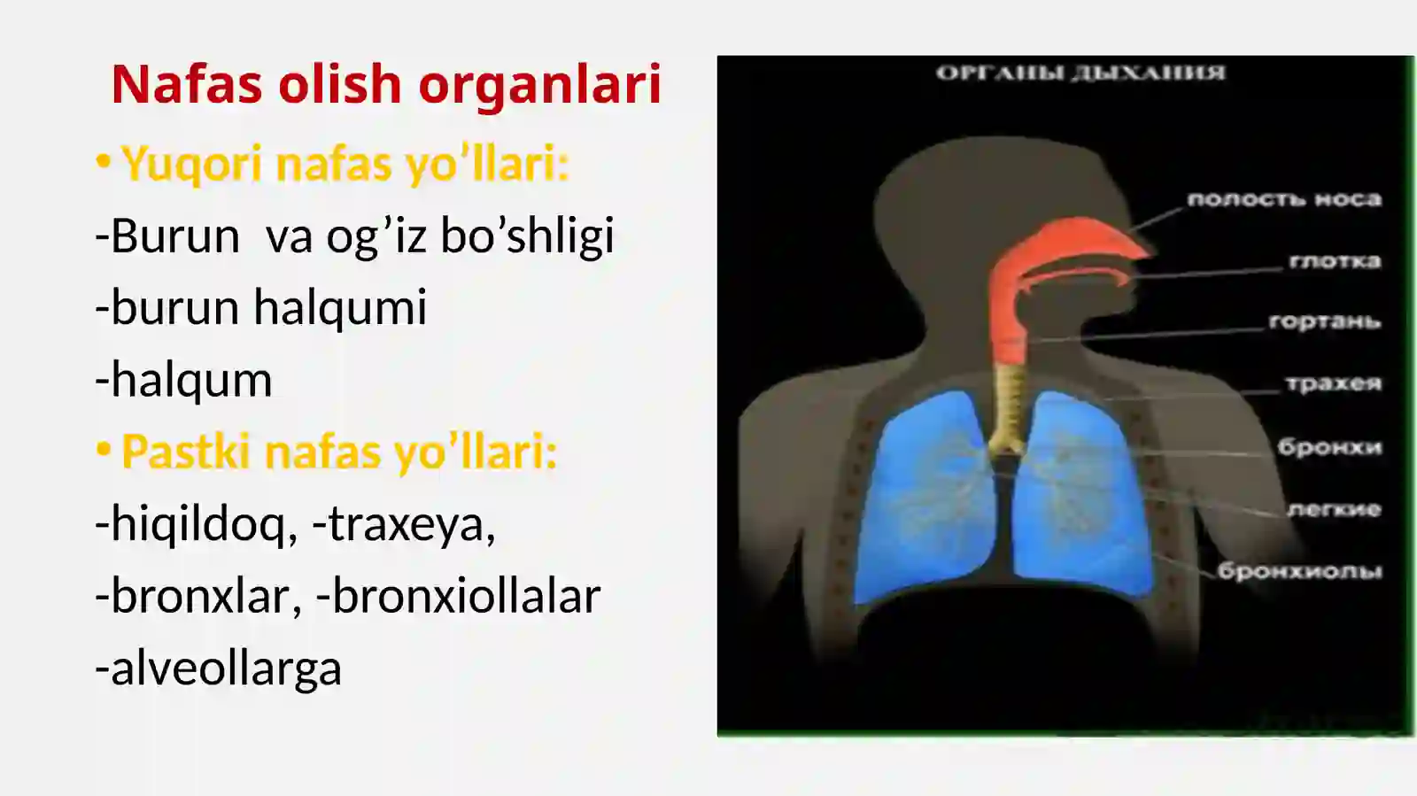 Nafas olish tizimi 4