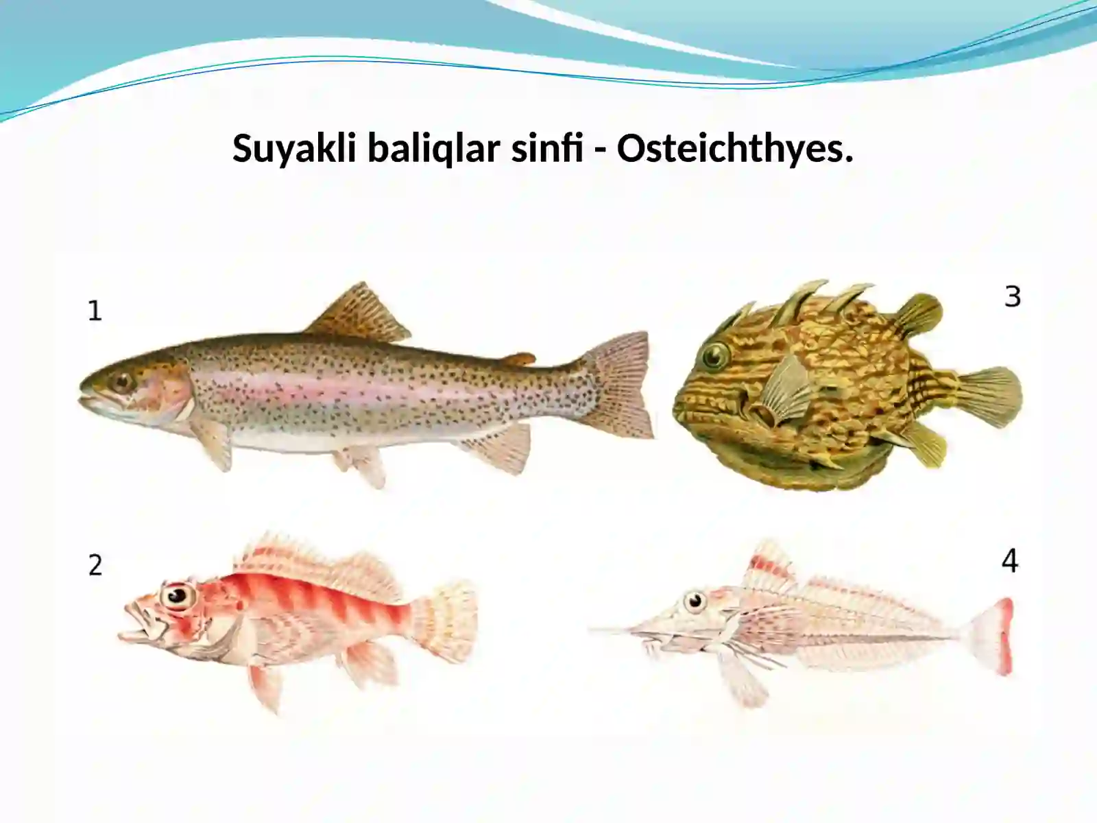Osteichthyes 4