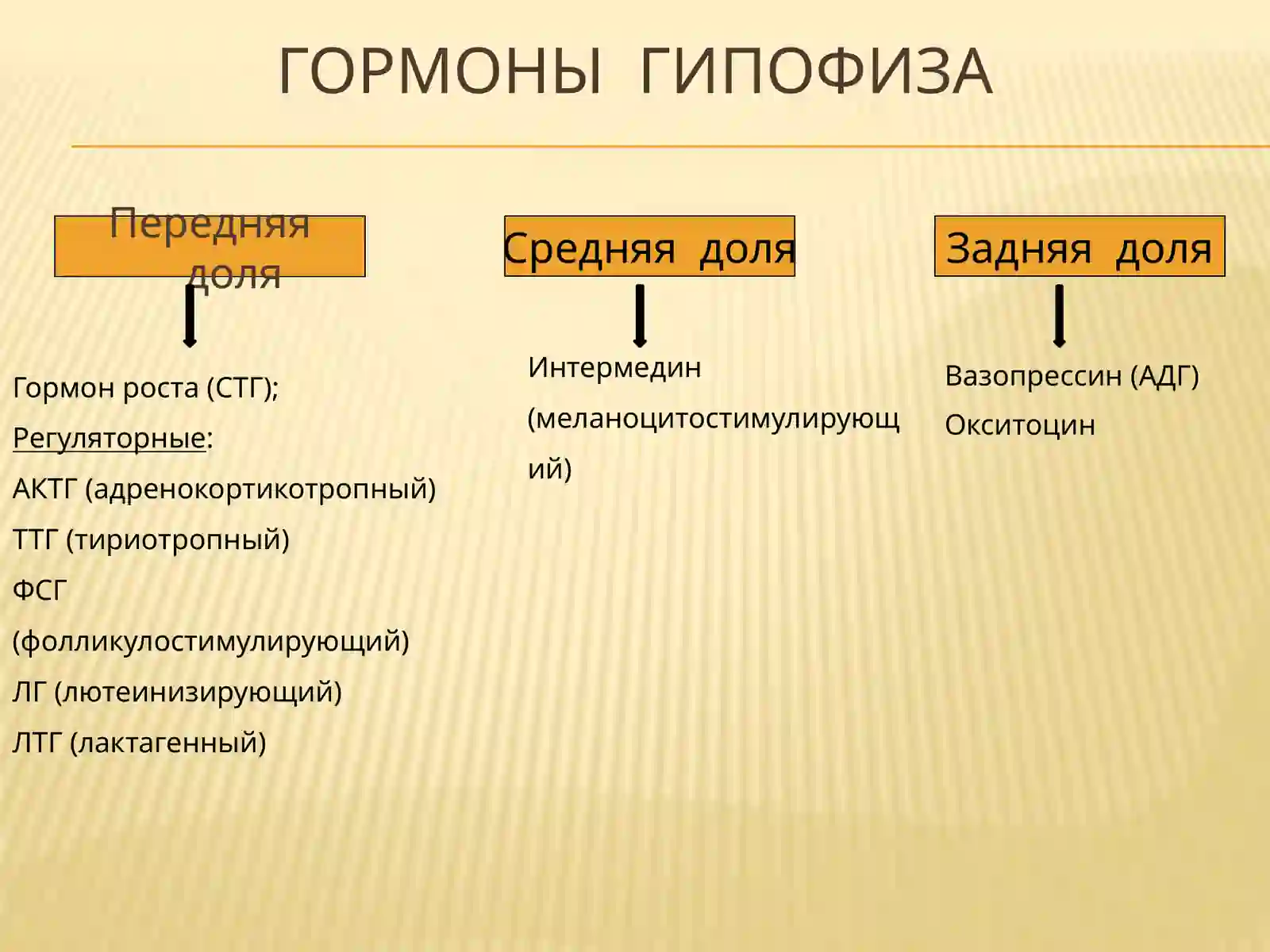 Гипофиз 4
