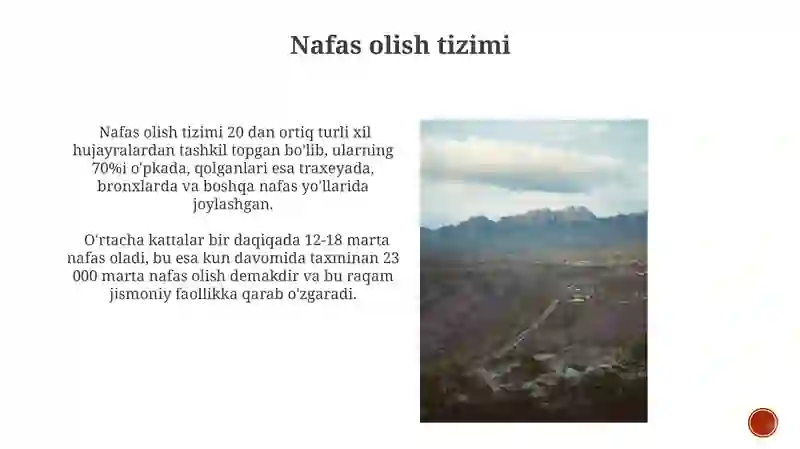 Ichki organlar 4