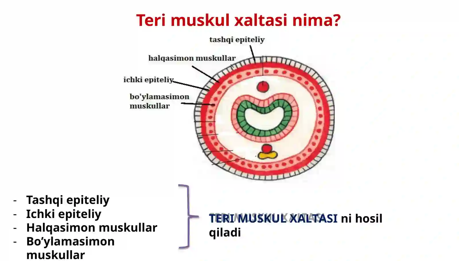 Halqali chuvalchanglar tipi 4