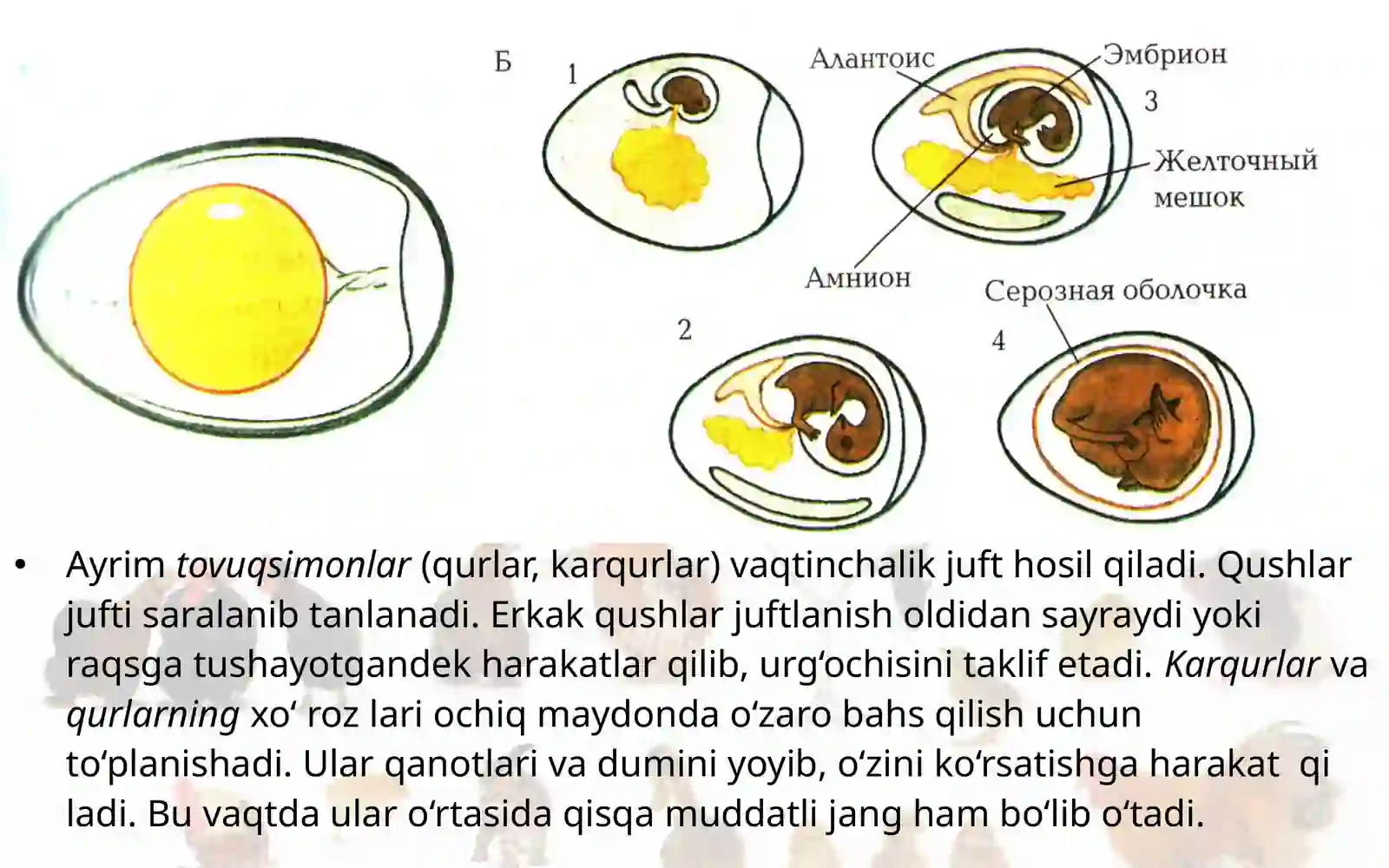 7-sinf Zoologiya 'Qushlarning ko'payishi, rivojlanishi va kelib chiqishi' ko'rgazma 4